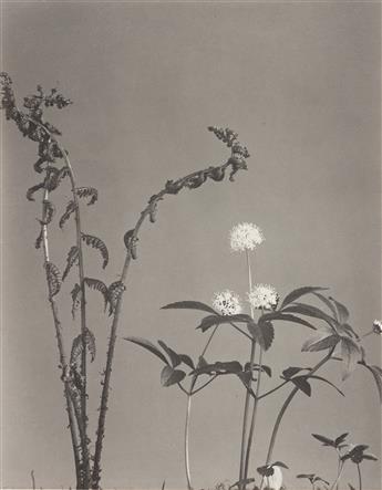 EDWIN HALE LINCOLN (1848-1938) A suite of 14 delicate botanical studies from Wild Flowers of New England.
